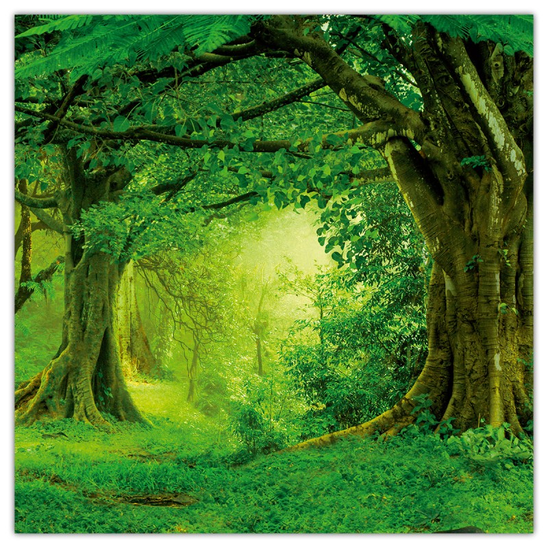 Amazing Rainforest, képes lemeznaptár 2026