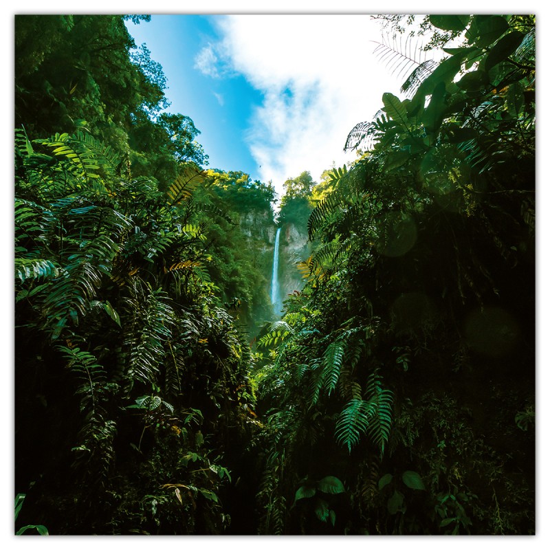 Amazing Rainforest, képes lemeznaptár 2026