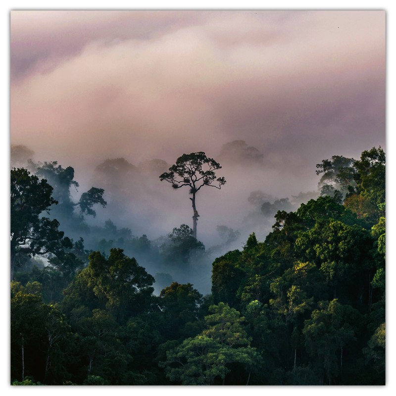 Amazing Rainforest, képes lemeznaptár 2026