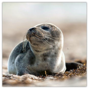 Animal Cuties, képes lemeznaptár 2026