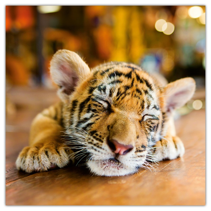 Animal Cuties, képes lemeznaptár 2026